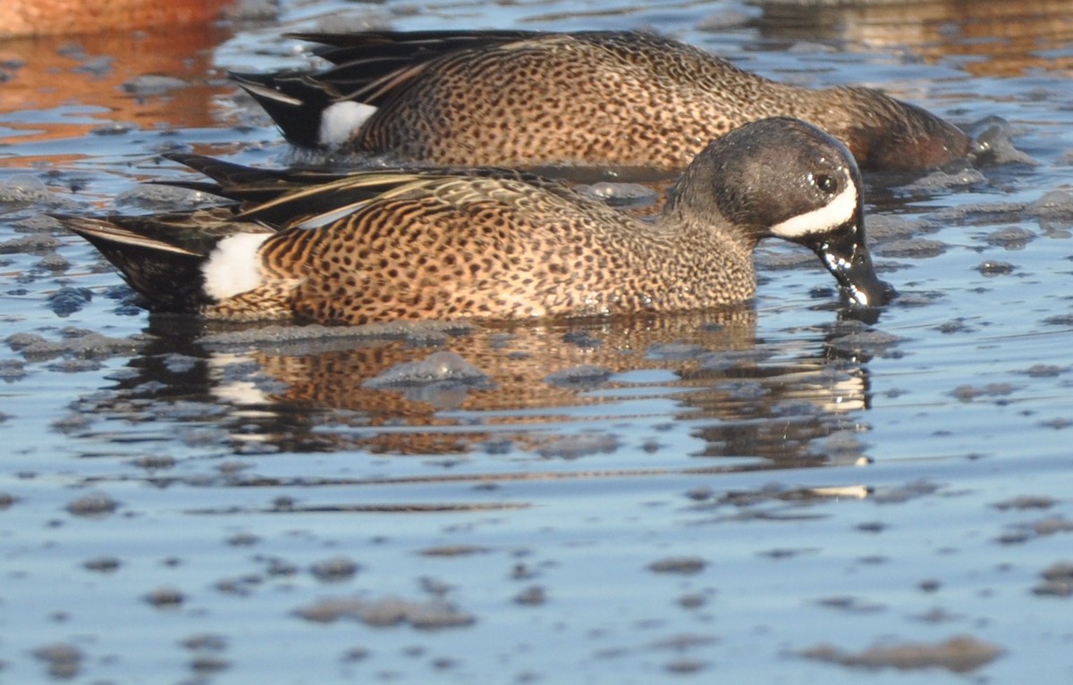 Blue-winged Teal - ML533817661