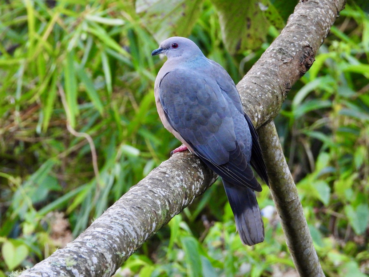 Ring-tailed Pigeon - ML533819401