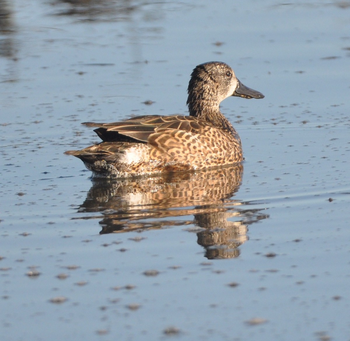 Blue-winged Teal - ML533819971