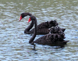 Black Swan, ML533820081