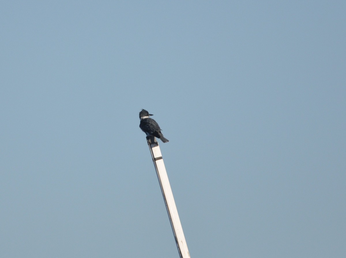 Belted Kingfisher - ML533822351