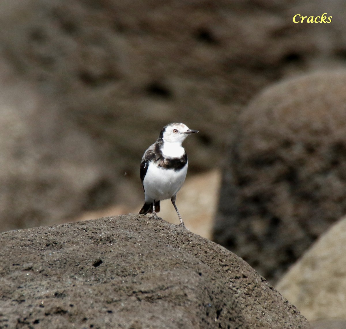 White-fronted Chat - ML533832621