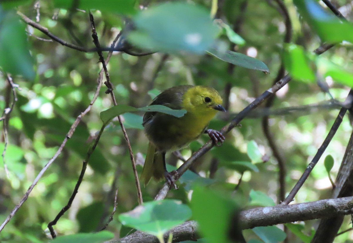 New Zealand Bird Atlas Checklist - 11 Feb 2023 - Mount Aspiring NP ...