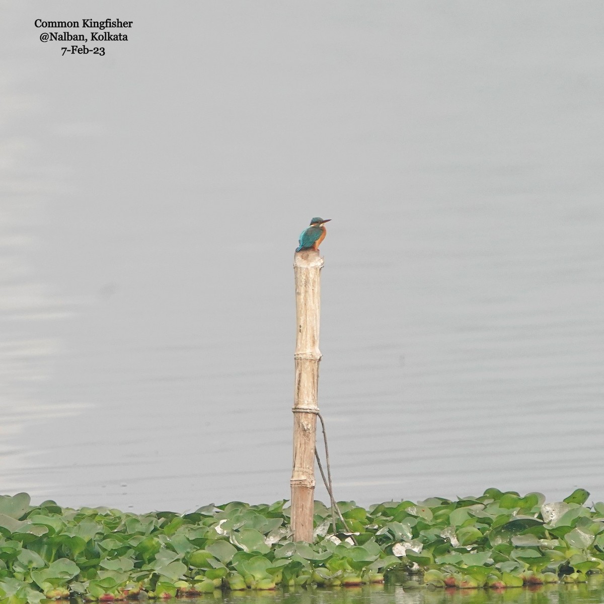 Common Kingfisher (Common) - ML533837641