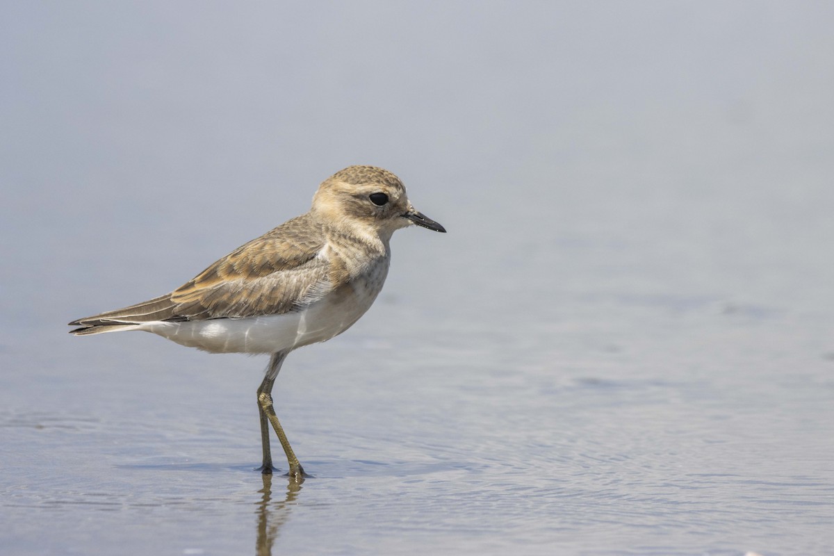 Double-banded Plover - ML533838791