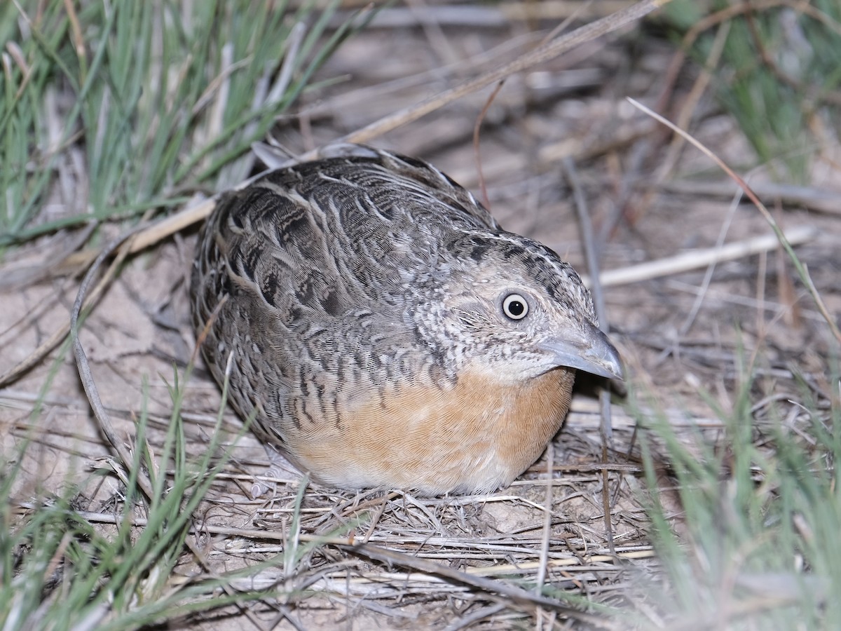 Red-chested Buttonquail - ML533841231