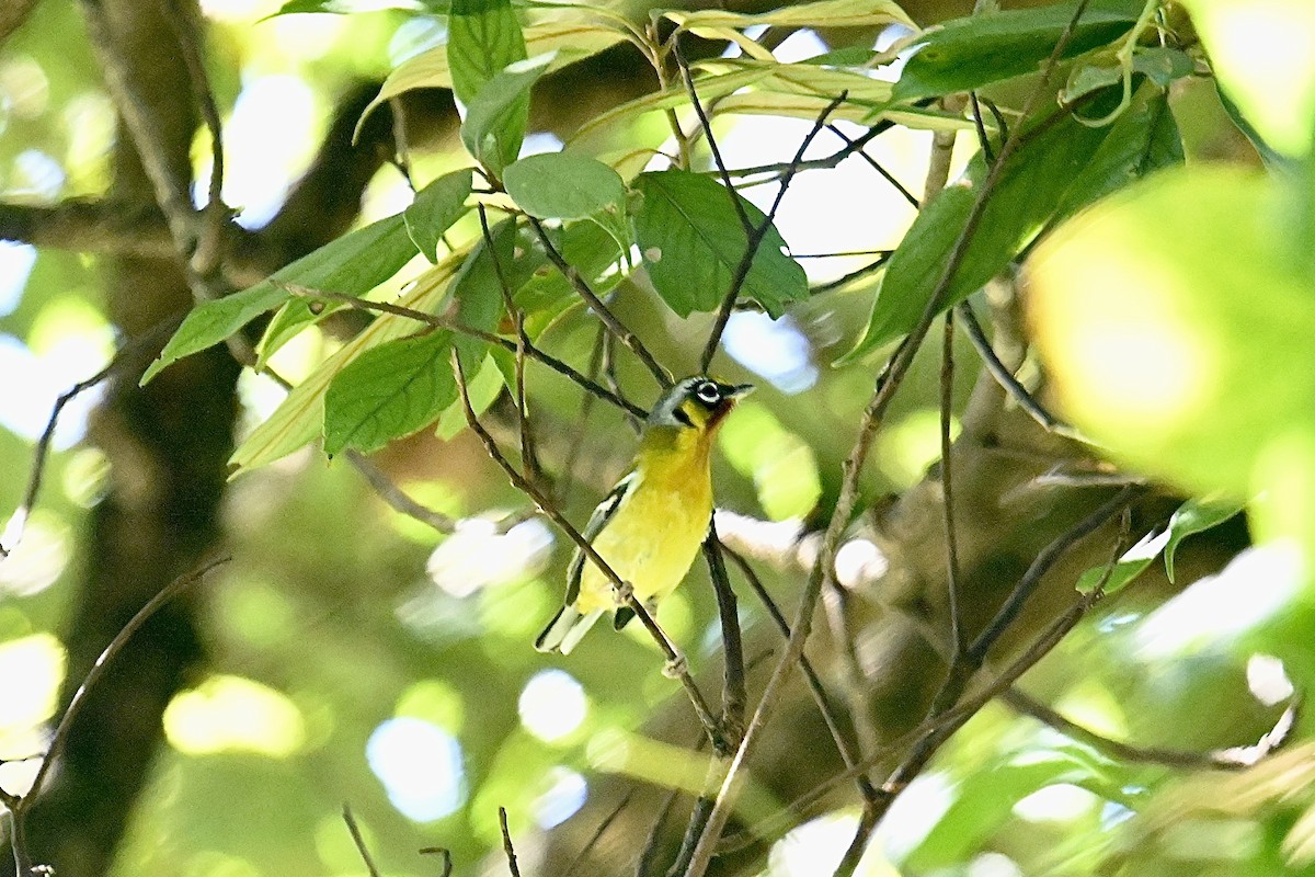 Black-eared Shrike-Babbler - ML533845201