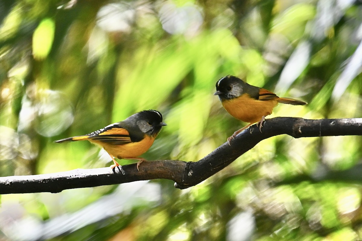 Golden-breasted Fulvetta - Dong Qiu