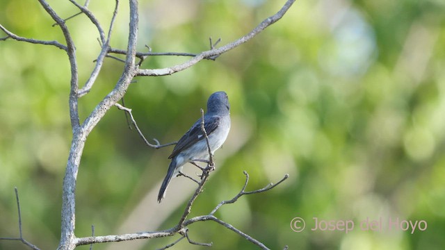 Gray Seedeater - ML533846771