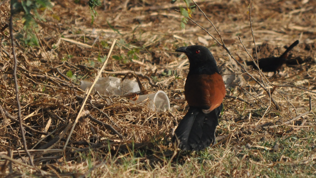 Greater Coucal - ML533854191