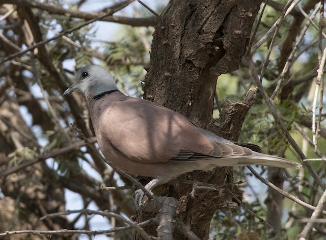 Red Collared-Dove (Red Turtle-Dove) — photographed by Sayantan Ghosh