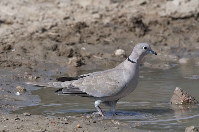 Eurasian Collared-Dove — photographed by Sayantan Ghosh