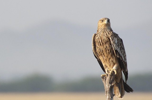Imperial Eagle — photographed by Sayantan Ghosh