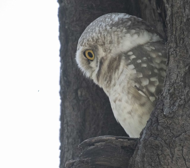 Spotted Owlet — photographed by Sayantan Ghosh