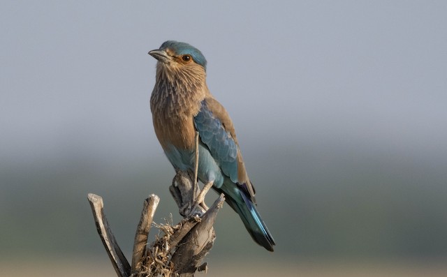 Indian Roller — photographed by Sayantan Ghosh