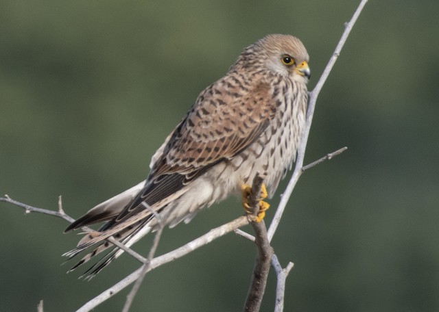 Lesser Kestrel — photographed by Sayantan Ghosh