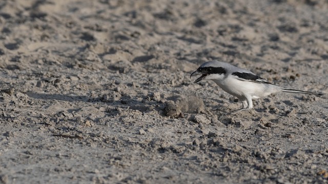 Great Grey Shrike — photographed by Sayantan Ghosh