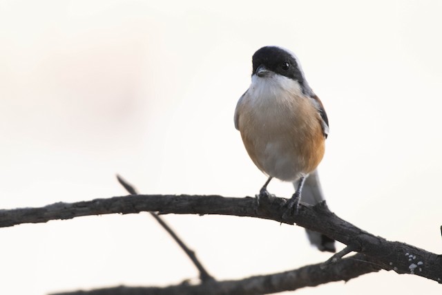 Long-tailed Shrike — photographed by Sayantan Ghosh
