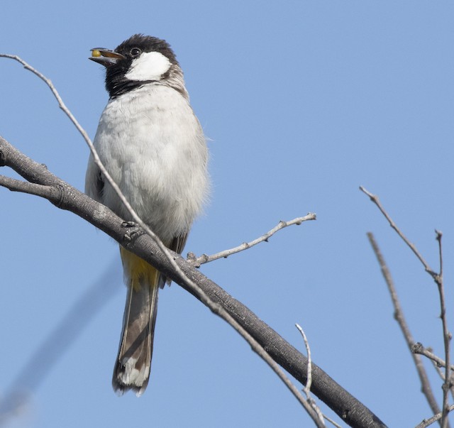 White-eared Bulbul — photographed by Sayantan Ghosh