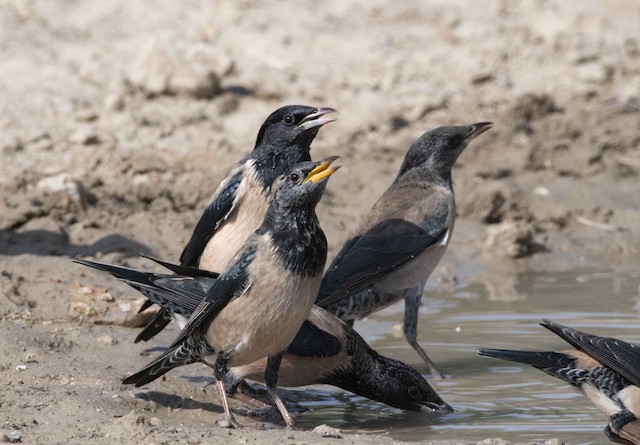 Rosy Starling — photographed by Sayantan Ghosh
