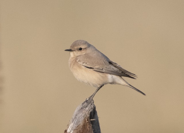 Isabelline Wheatear — photographed by Sayantan Ghosh