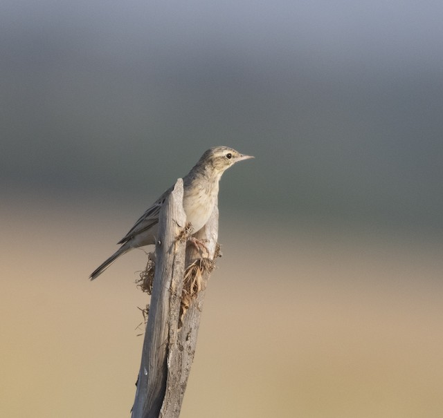 Long-billed Pipit — photographed by Sayantan Ghosh
