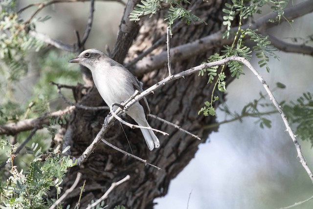 Common Woodshrike — photographed by Sayantan Ghosh