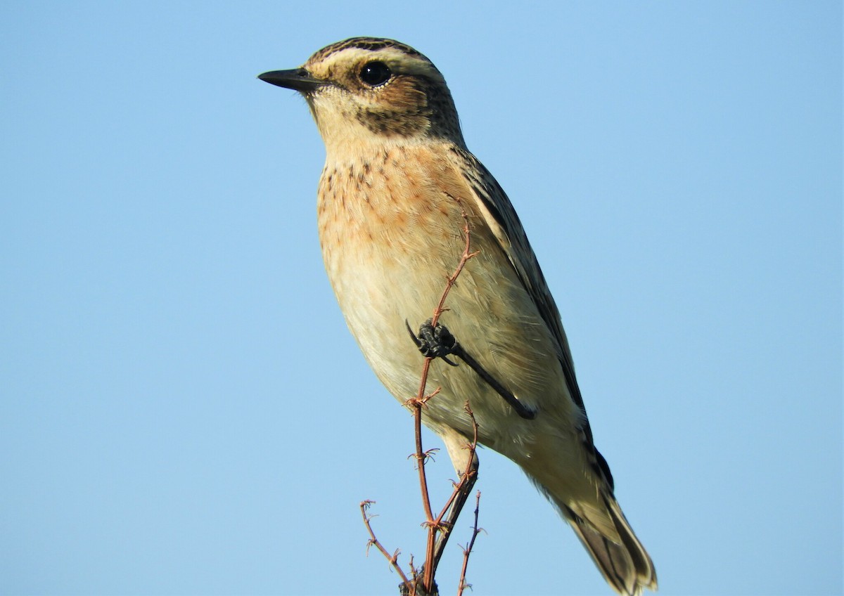 Whinchat - ML533858021