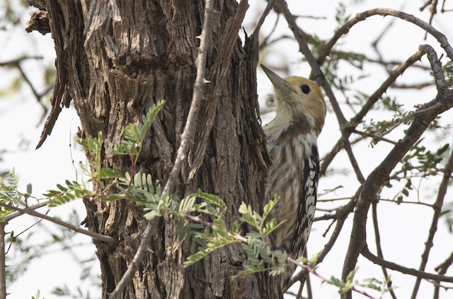 Yellow-crowned Woodpecker — photographed by Sayantan Ghosh