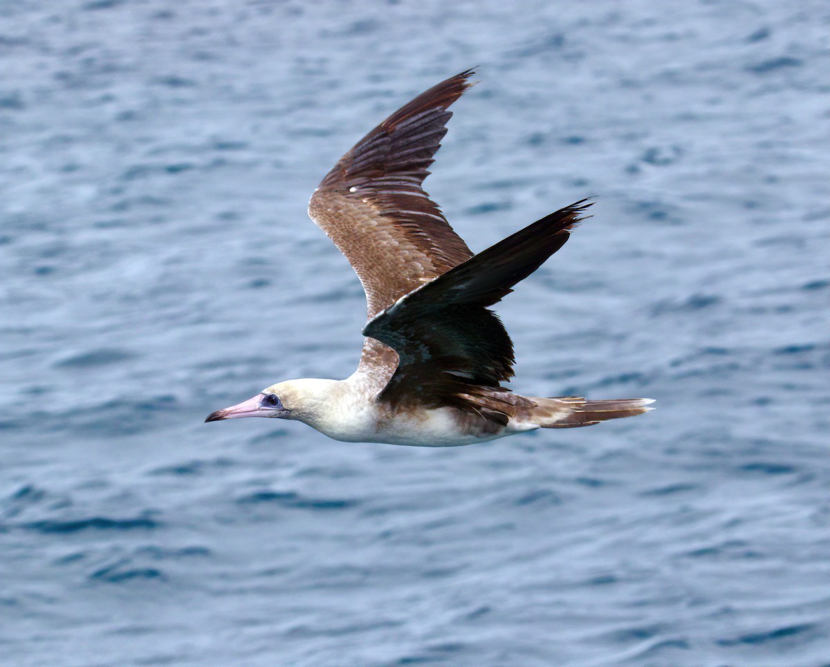Red-footed Booby - ML533861531