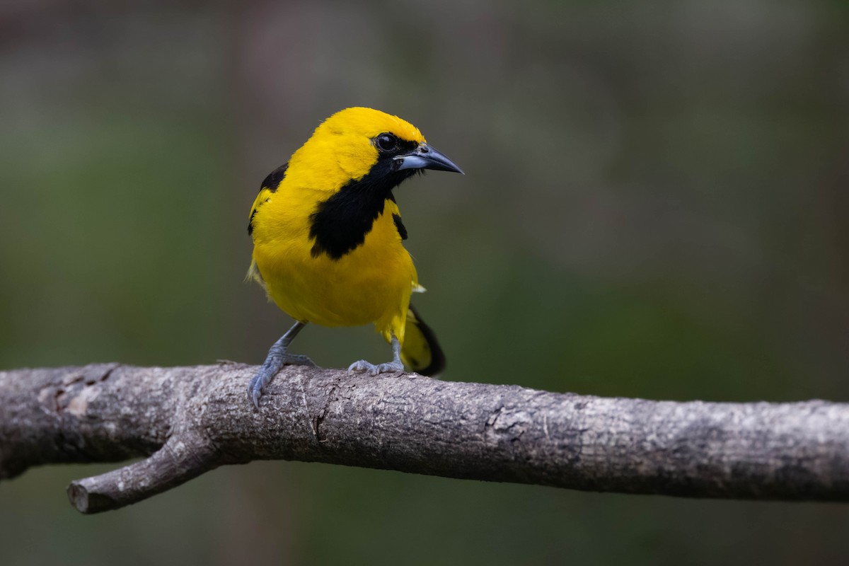 Yellow-tailed Oriole - ML533861811