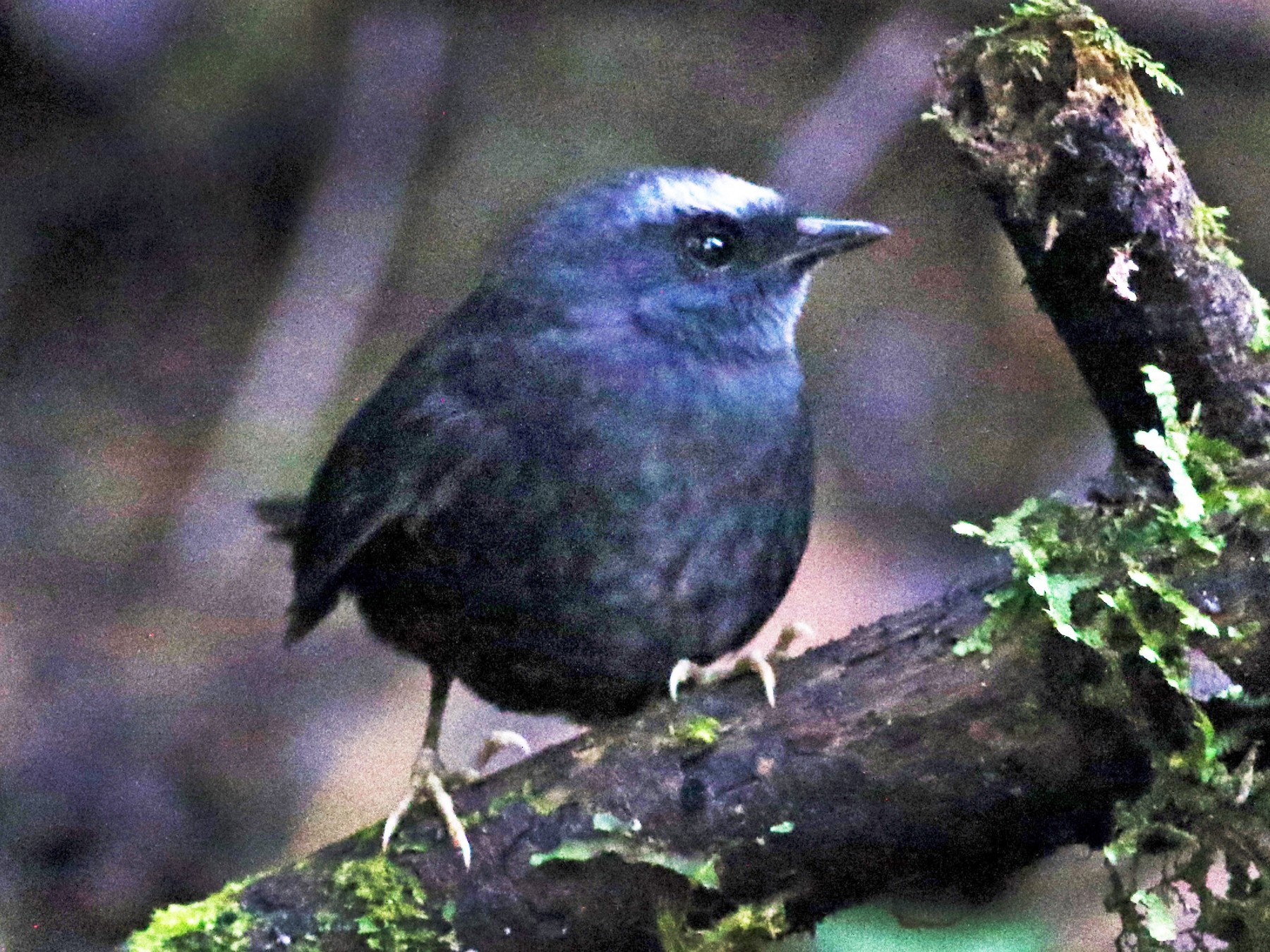 Silvery-fronted Tapaculo - Jay McGowan