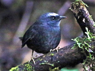  - Silvery-fronted Tapaculo (Silvery-fronted)