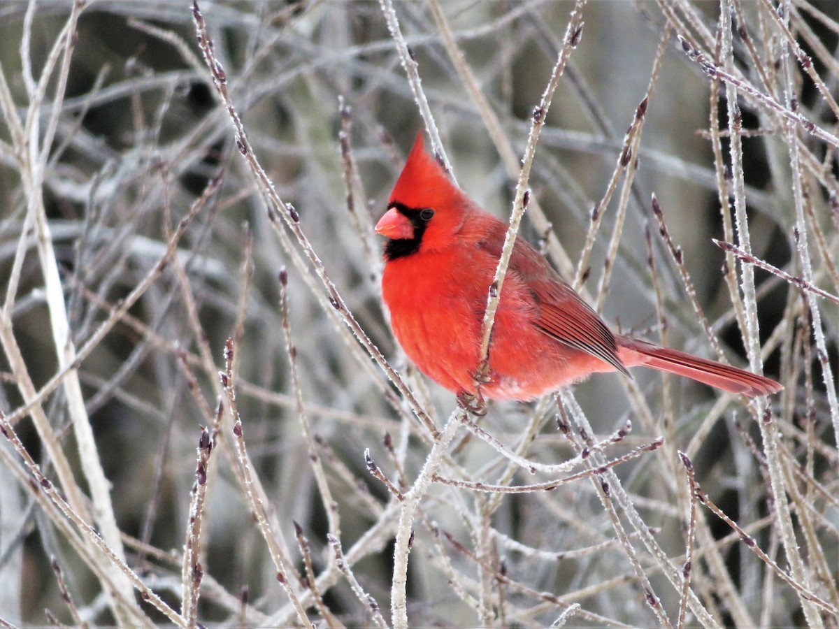 Northern Cardinal - Suzanne Maillé COHL