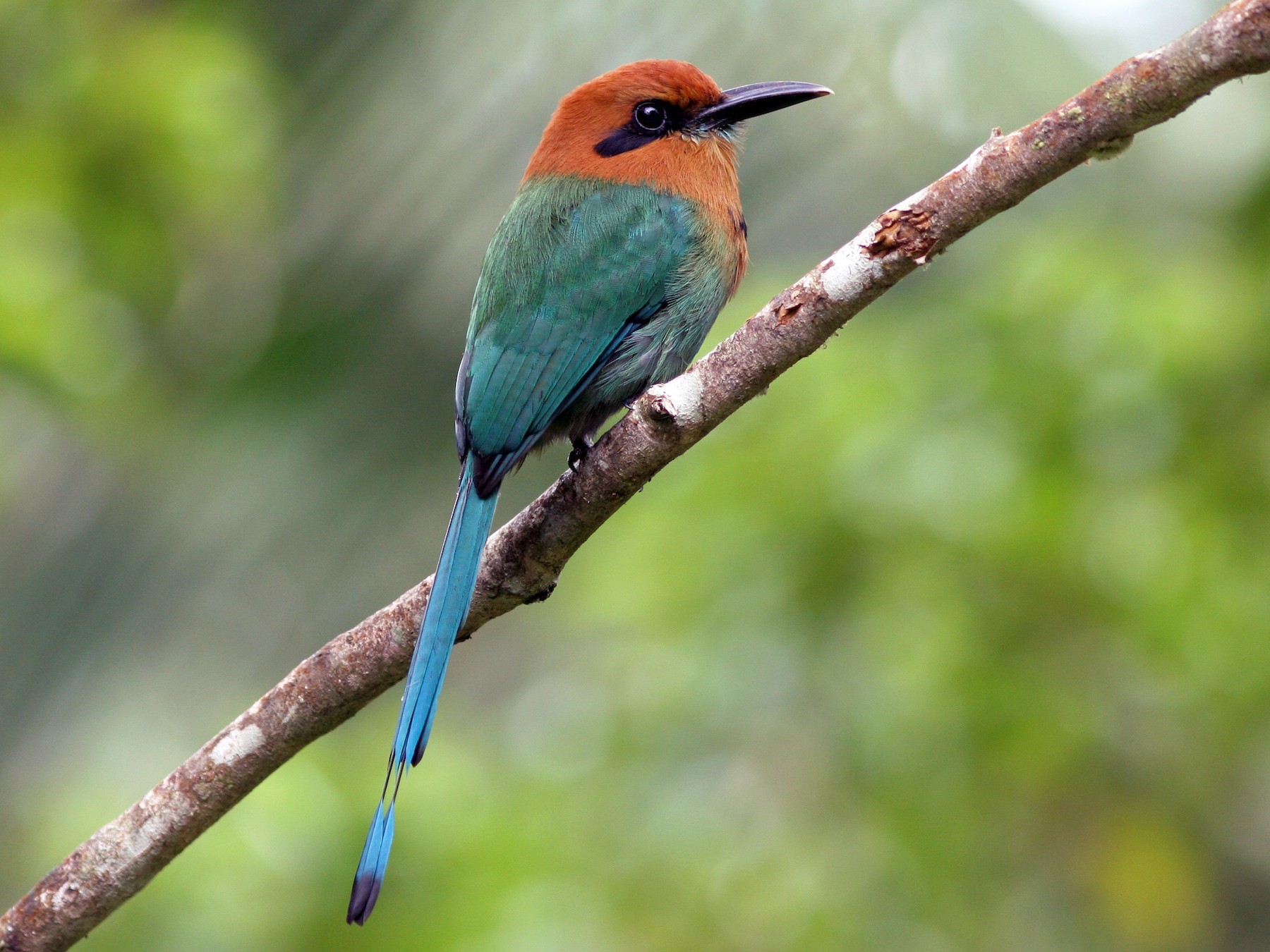 Broad-billed Motmot - eBird