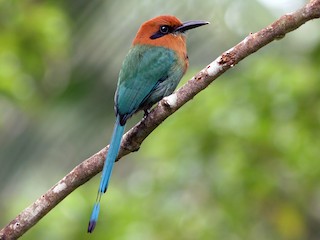 Erişkin (Broad-billed) - David Disher - ML53386501