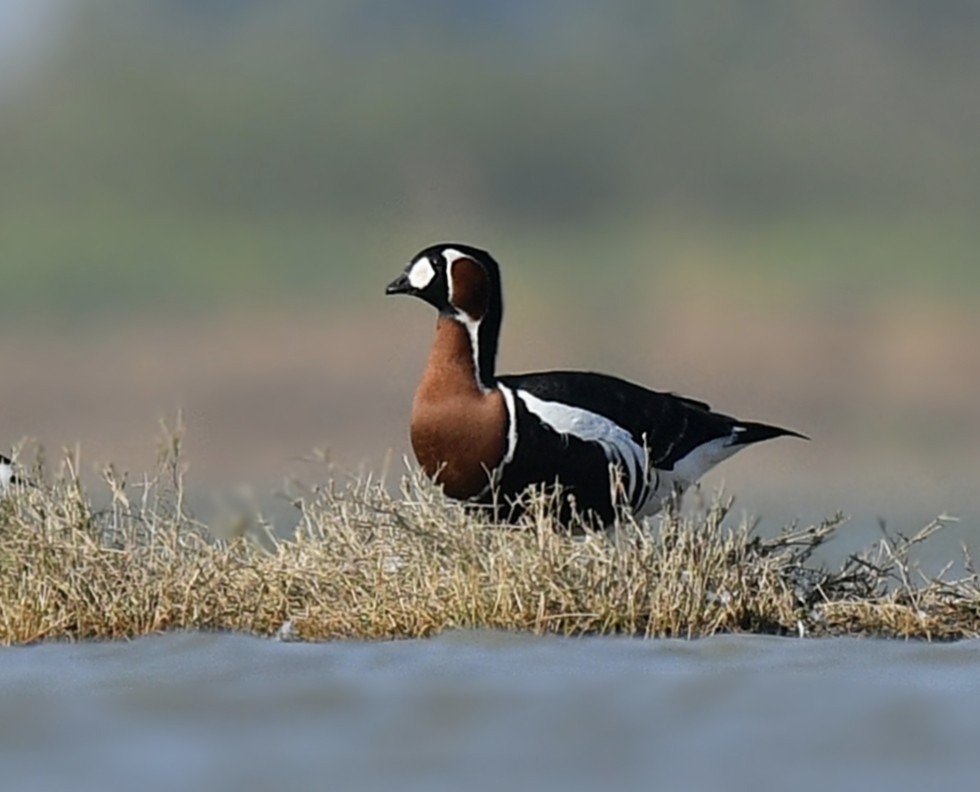Red-breasted Goose - ML533865641