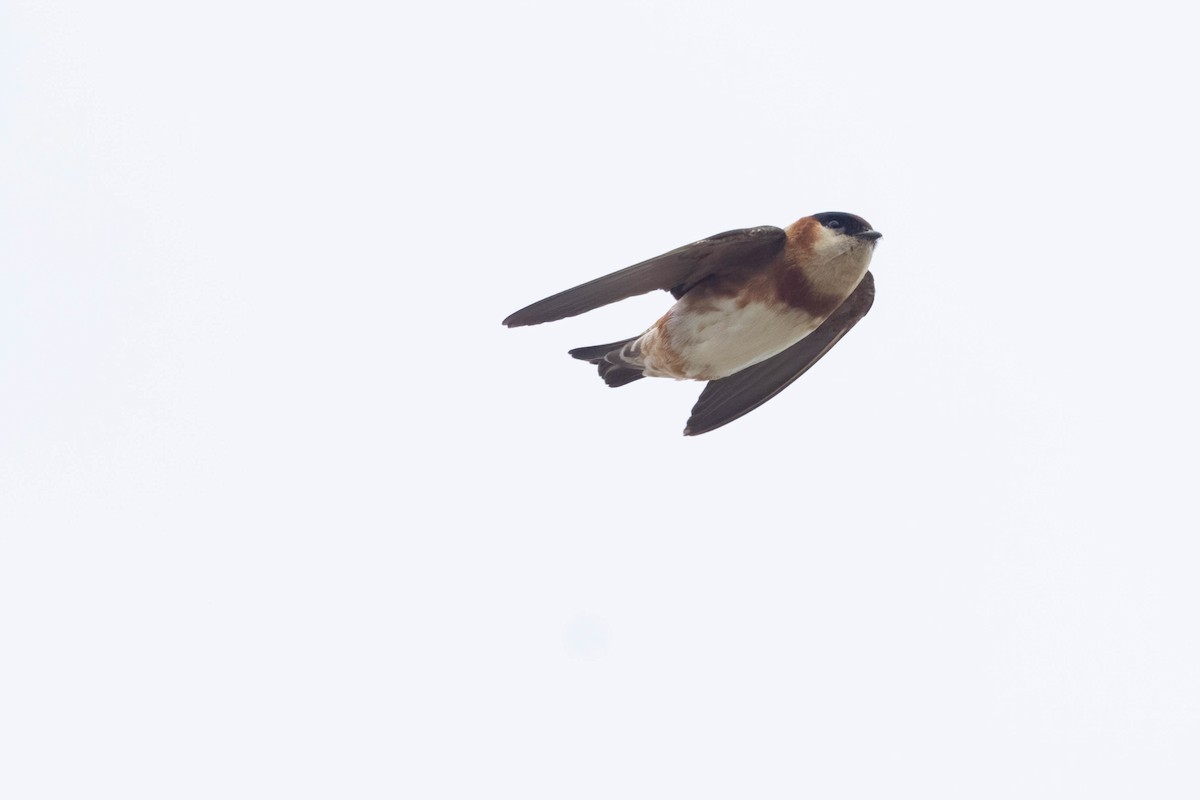 Chestnut-collared Swallow - ML533865961