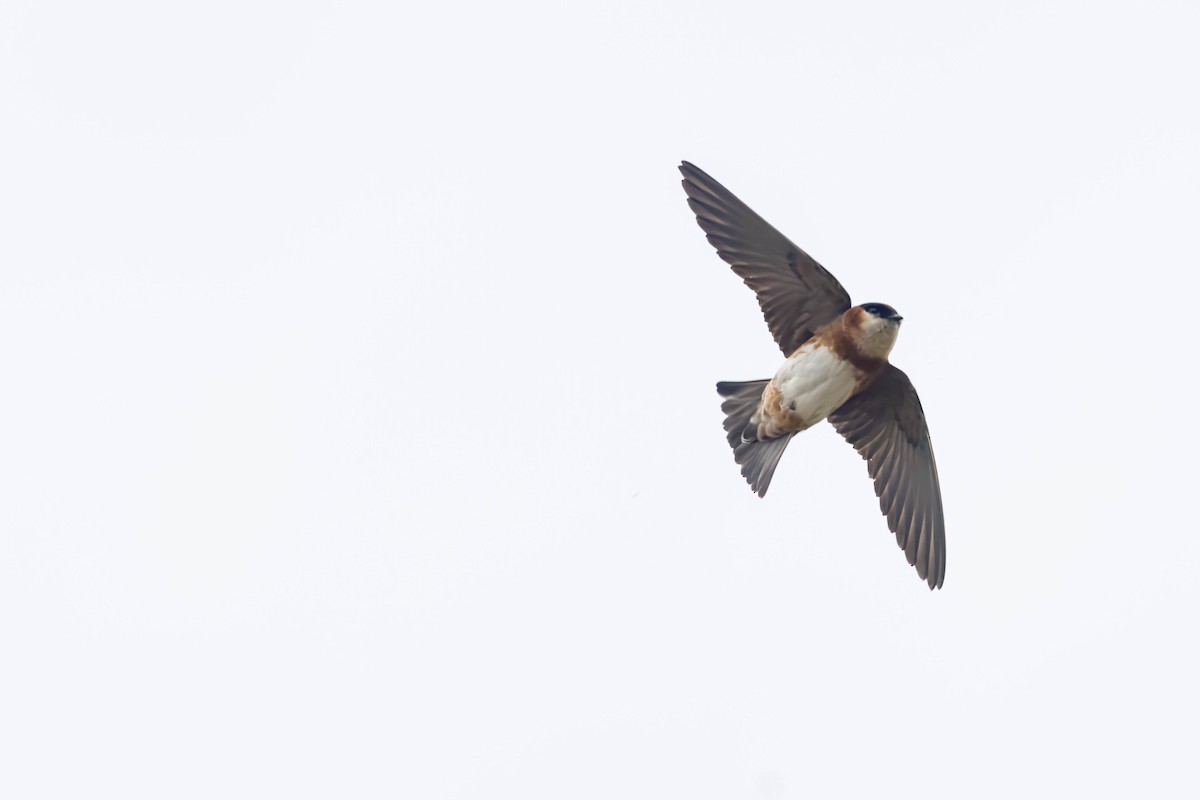 Chestnut-collared Swallow - R M