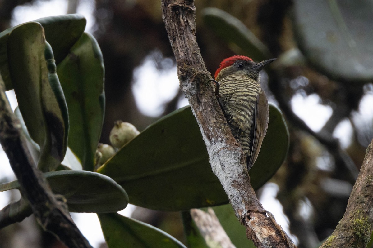 Bar-bellied Woodpecker - ML533868111