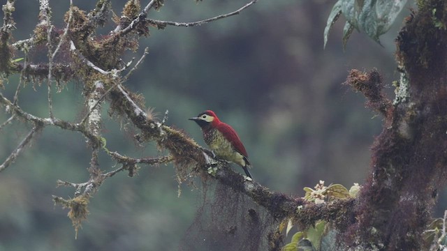 Crimson-mantled Woodpecker - ML533868601