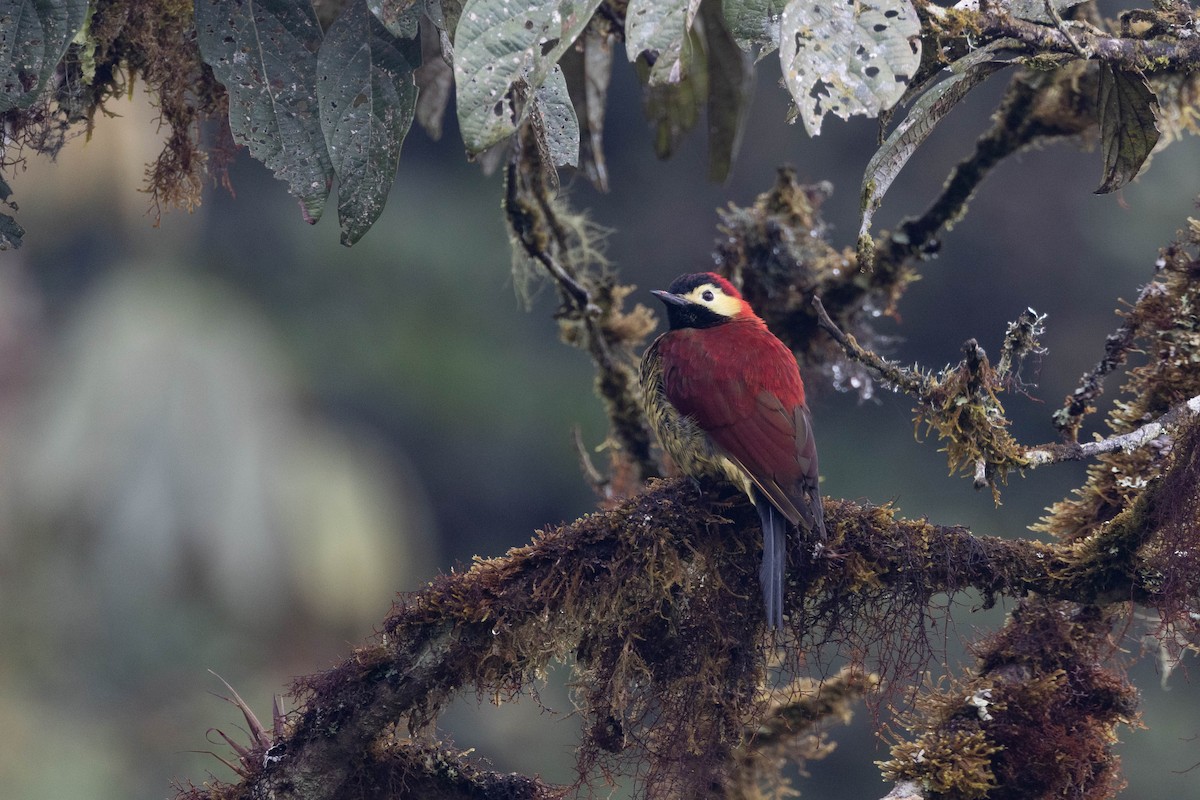 Crimson-mantled Woodpecker - ML533868661