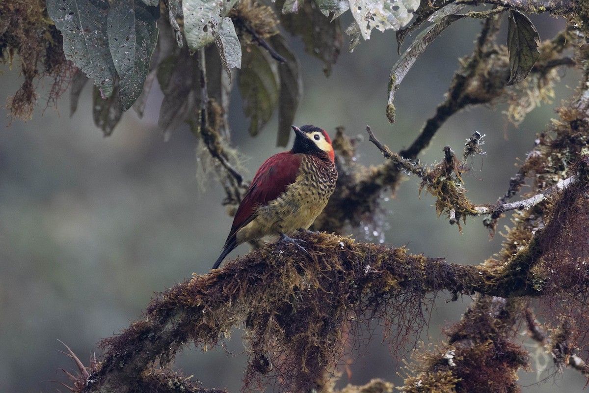 Crimson-mantled Woodpecker - ML533868671