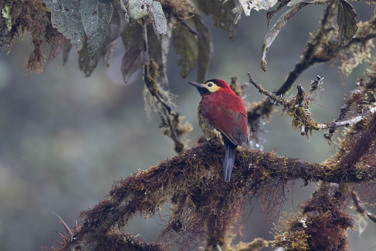 Crimson-mantled Woodpecker - ML533868681