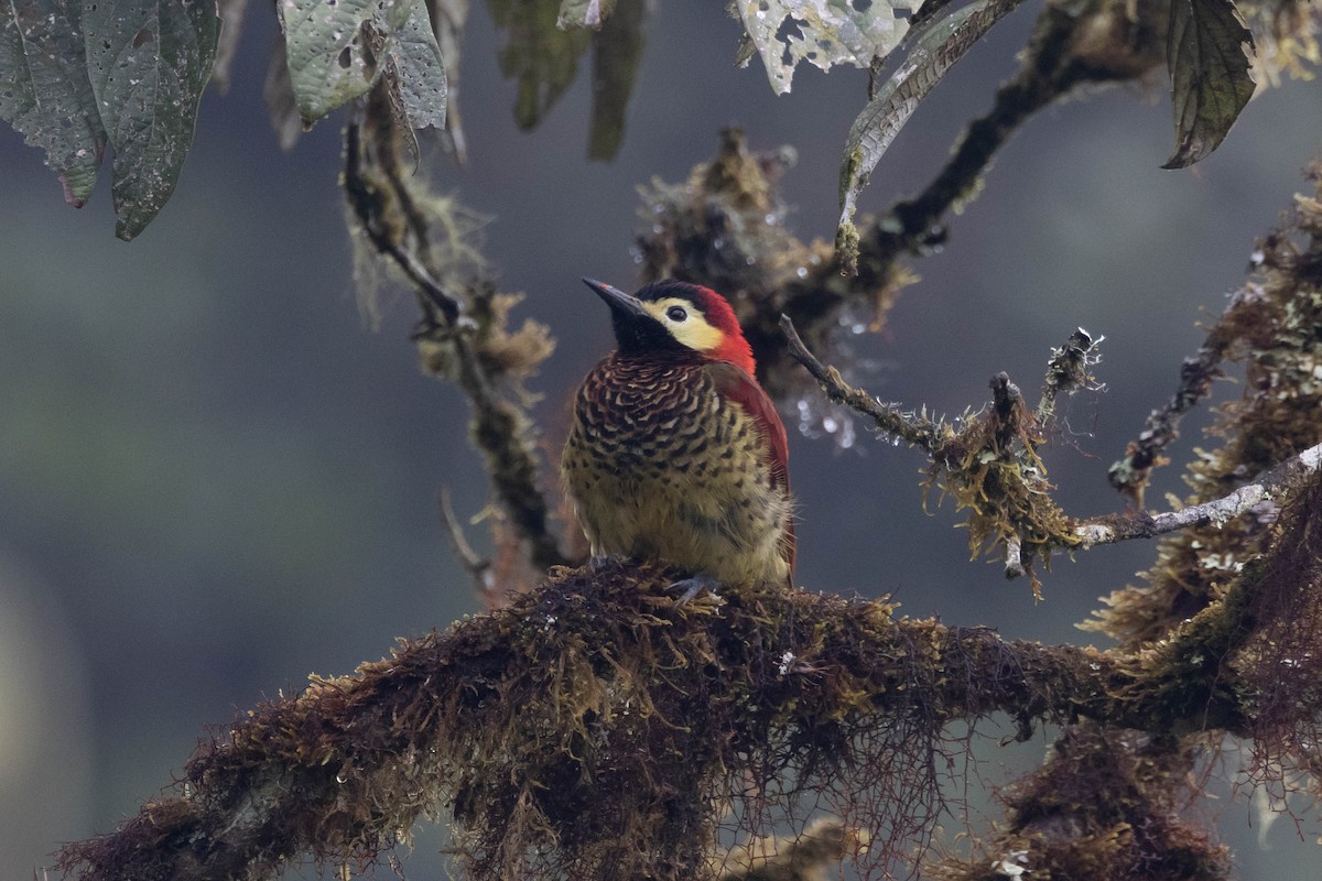 Crimson-mantled Woodpecker - ML533868691