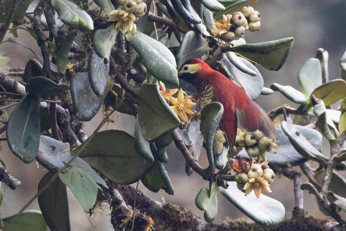Crimson-mantled Woodpecker - ML533868701
