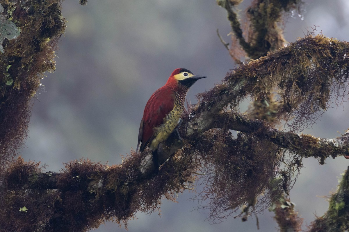 Crimson-mantled Woodpecker - R M
