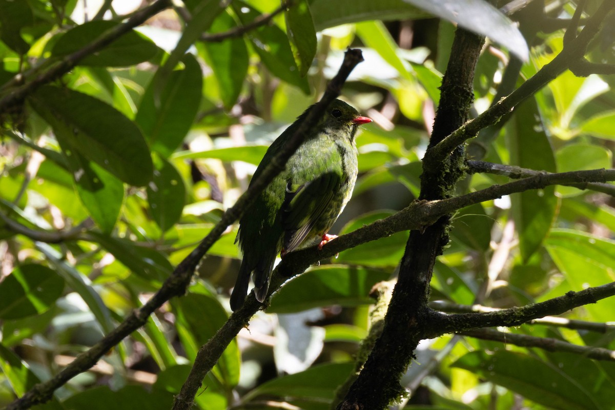 Green-and-black Fruiteater - ML533870921