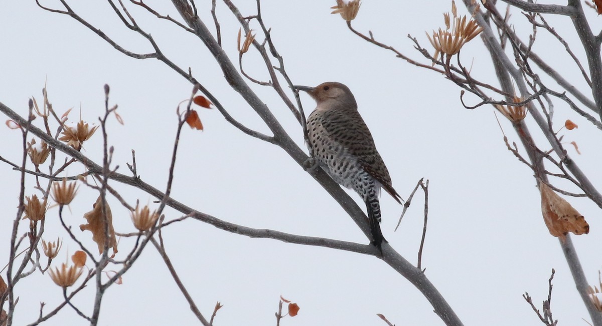 Northern Flicker (Yellow-shafted x Red-shafted) - ML533871761