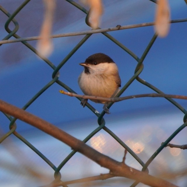 ハシブトガラ／コガラ - eBird